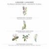 Panier des Sens Lavender Hand cream for dry hands with Olive oil & Shea Butter, hand lotion - Made in France 97% natural - 2.6floz/75ml - Image 3