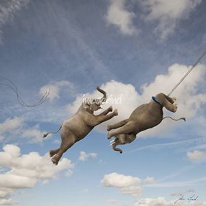 Wall Art Print entitled Elephant Trapeze by John Lund | 11 x 11