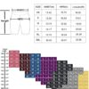 Women's High Waist Biker Short Side Pocket Workout Tummy Control Bike Shorts Yoga Running Exercise Spandex Leggings - Image 7