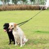 iYoShop Dual Dog Leash, Double Dog Leash, 360 Swivel No Tangle Walking Leash, Shock Absorbing Bungee for Two Dogs, Medium (8-35 lbs) | Large (25-150 lbs) - Image 6