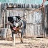Carhartt Pet Durable Webbing Leashes for Dogs, Reflective Stitching for Visibility - Image 6