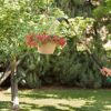 Orbit 2 Pack 36 Inch 9 Pattern Watering Spray Wand with Fireman Grip…… - Image 5