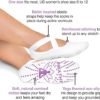 Yoga Socks for Women - Namaste & Breathe with non slip grip, and Cute Yoga Animal Designs - Image 3