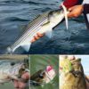 OROOTL Ned Rig Jig Heads Kit, 30pcs Finesse Mushroom Shroom Jig Heads for Bass Fishing Weedless Jigheads for Soft Plastic Baits Mushroom Crappie Jigs 1/8oz 1/6oz 1/10oz - Image 6