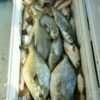 Surf Fishing Rigs, Pro-Tec Neon Colored Hooks w/ Neon Colored Floats, Fluorocarbon, Pompano Whiting Snappers - Image 7