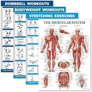 Palace Learning 4 Pack - Dumbbell Workouts + Bodyweight Workouts + Stretching Exercises + Muscle - Set of 4 Workout Charts (18” x 24”, LAMINATED)