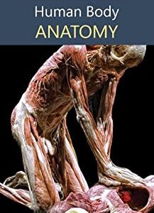 Human Body Anatomy: by Knowledge flow