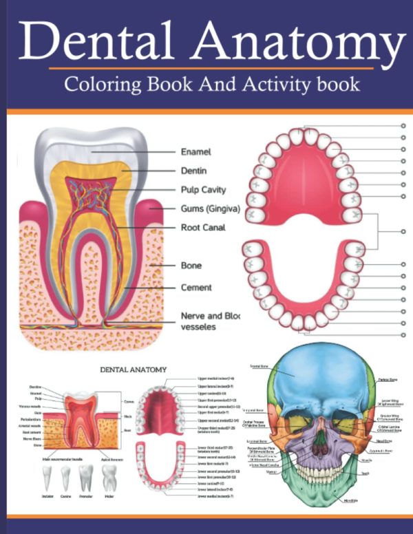 Dental Anatomy Coloring Book And Activity Book: A Dental Anatomy And Physiology Coloring Book For Dental Students To Know More Basic Magnificent Learning Structure At Dental Anatomy
