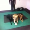 Greatmats Home Sport and Play Interlocking Reversible Mat 3/4 Inch x 2x2 Ft. Black/Gray Case of 10 - Image 6