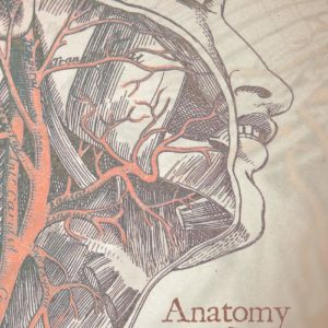 Anatomy of the State