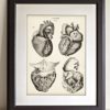 Anatomical Heart From 4 Views - 11x14 Unframed Art Print - Makes a Great Gift For Nurse's Day, Doctors or Medical Students - Image 8