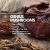Genius Mushroom - Lions Mane, Cordyceps and Reishi - Immune System Booster & Nootropic Brain Supplement - for Natural Energy, Memory & Liver Support, 90 Veggie Pills - Image 6