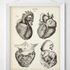 Anatomical Heart From 4 Views - 11x14 Unframed Art Print - Makes a Great Gift For Nurse's Day, Doctors or Medical Students - Image 2