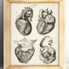 Anatomical Heart From 4 Views - 11x14 Unframed Art Print - Makes a Great Gift For Nurse's Day, Doctors or Medical Students - Image 9