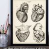 Anatomical Heart From 4 Views - 11x14 Unframed Art Print - Makes a Great Gift For Nurse's Day, Doctors or Medical Students - Image 7
