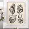 Anatomical Heart From 4 Views - 11x14 Unframed Art Print - Makes a Great Gift For Nurse's Day, Doctors or Medical Students - Image 6