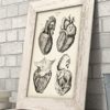 Anatomical Heart From 4 Views - 11x14 Unframed Art Print - Makes a Great Gift For Nurse's Day, Doctors or Medical Students - Image 5