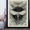 Haeckel Moth Illustration - 11x14 Unframed Art Print - Great Gift for Biologists or Nature Lovers - Image 7