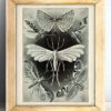 Haeckel Moth Illustration - 11x14 Unframed Art Print - Great Gift for Biologists or Nature Lovers - Image 3