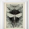 Haeckel Moth Illustration - 11x14 Unframed Art Print - Great Gift for Biologists or Nature Lovers - Image 9