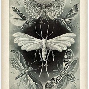 Haeckel Moth Illustration - 11x14 Unframed Art Print - Great Gift for Biologists or Nature Lovers