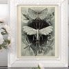 Haeckel Moth Illustration - 11x14 Unframed Art Print - Great Gift for Biologists or Nature Lovers - Image 8