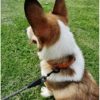MayPaw Heavy Duty Rope Dog Leash, 3/4/5/6/7/8/10/12/15 FT Nylon Pet Leash, Soft Padded Handle Thick Lead Leash for Large Medium Dogs Small Puppy - Image 7