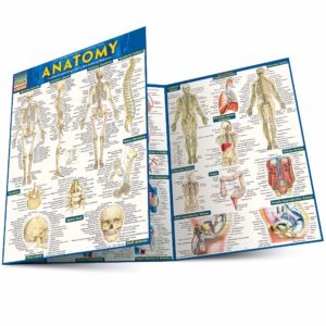 Anatomy (Quickstudy Academic)