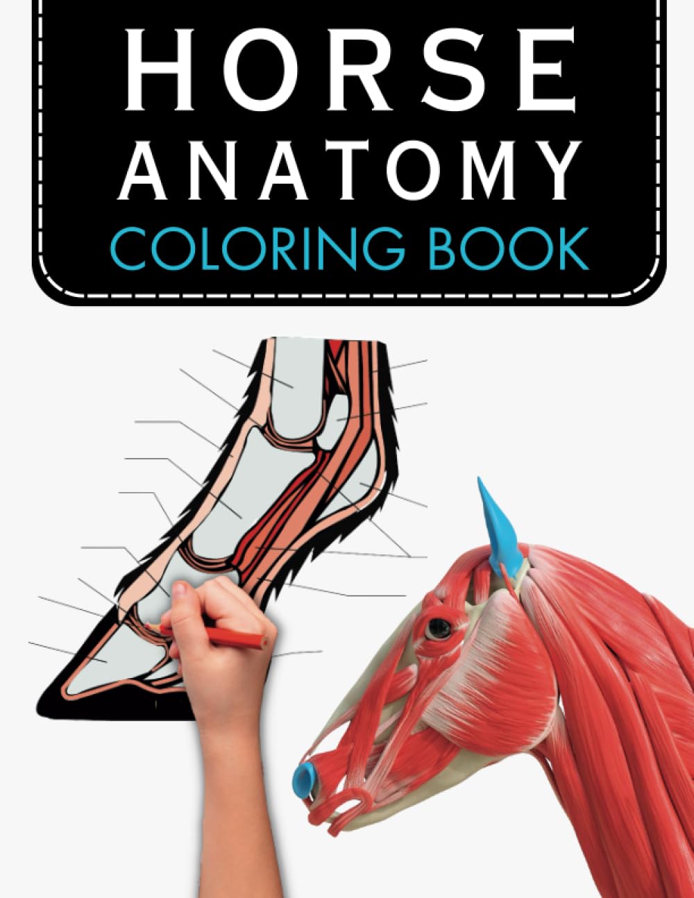 Horse Anatomy Coloring Book Horse Anatomy workbook Self Assessment Gift