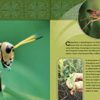 Let’s Eat BUGS! | Juvenile Nonfiction Book | Reading Age 8-12 | Grade Level 2-5 | Mexican History of Eating Habits, Diet & Nutrition | Reycraft Books - Image 3