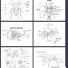 Bug Anatomy Coloring Book And Activity Book: A Activity Book To Learn And Draw Bug Anatomy Body In This Coloring Book And having Fun With Beautiful Interior For Kids And Adults - Image 2