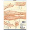 Acupressure (Quick Study Academic Outline) - Image 3