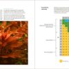 Sunken Gardens: A Step-by-Step Guide to Planting Freshwater Aquariums - Image 6