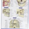 Dental Anatomy (Quick Study Academic) - Image 2
