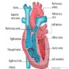 Cardiovascular Coloring Book for Adult - 40 Illustrations, Flashcards, Word Search, Crosswords, Quiz, Test, Matching, Terms Table and Bingo: Anatomy ... The Easiest Way to Learn Human Heart - Image 2