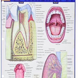 Dental Anatomy (Quick Study Academic)